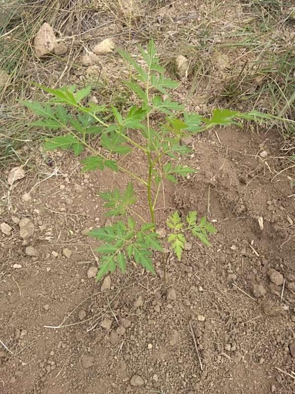 tree image