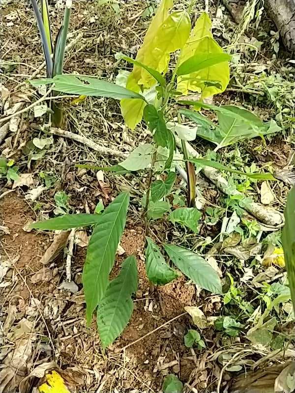 tree image