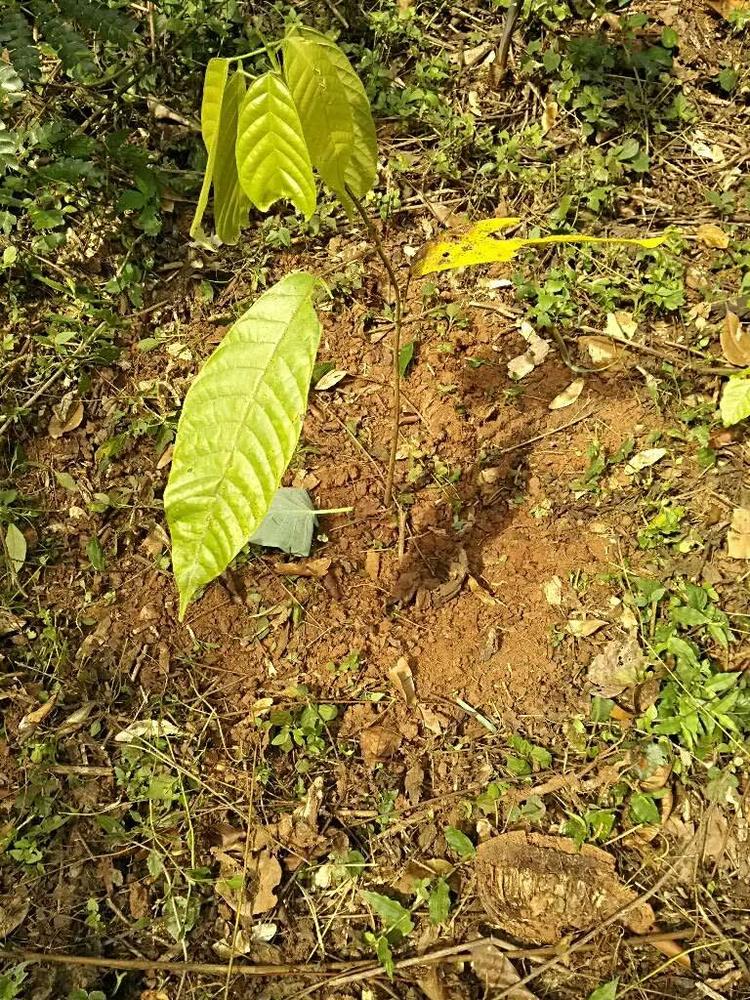 tree image