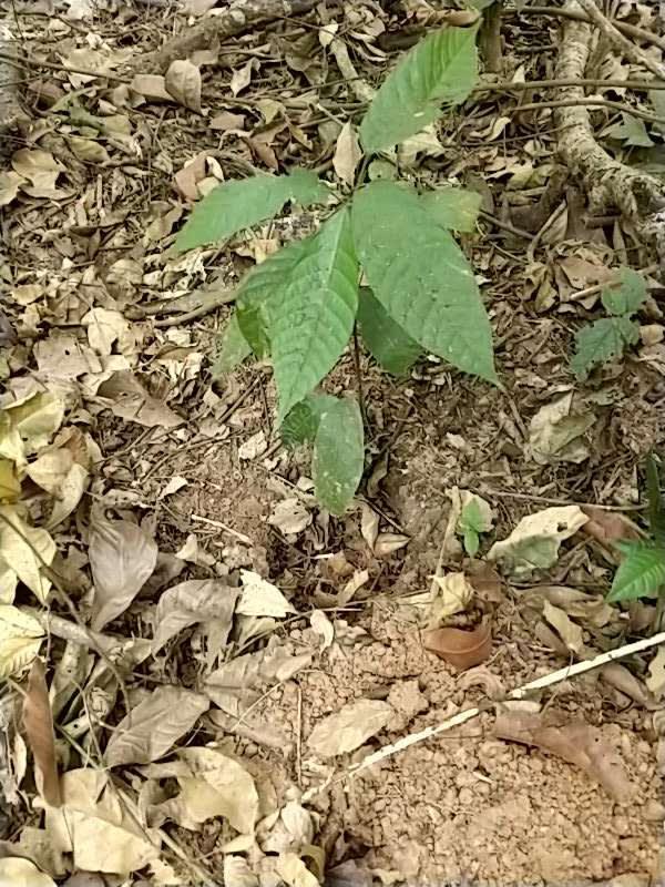 tree image