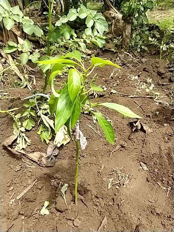 tree image