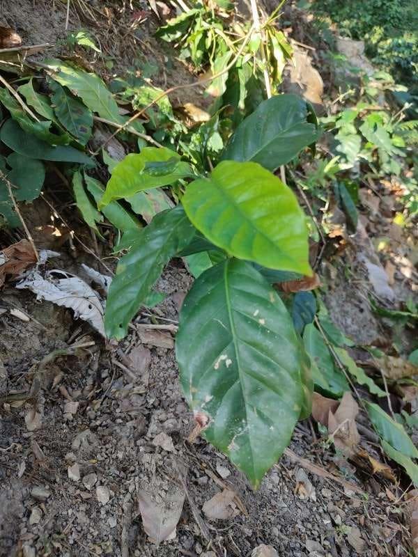 tree image