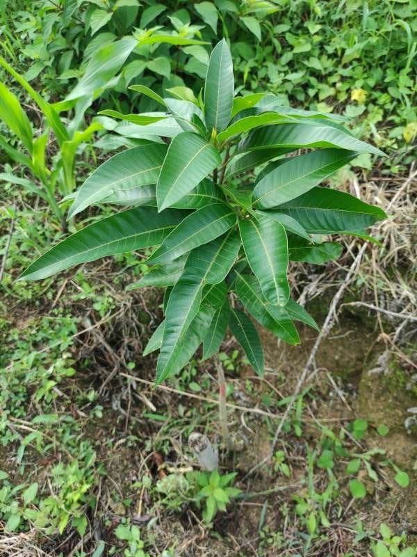 tree image