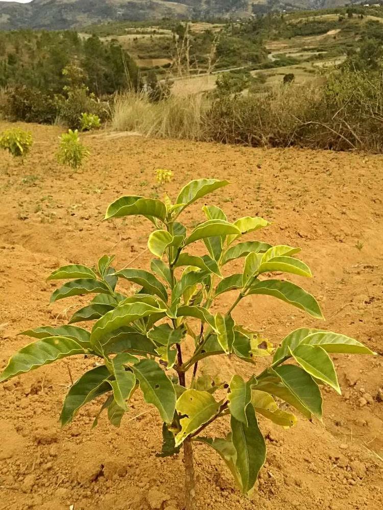 tree image
