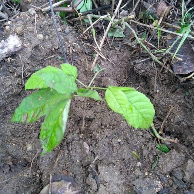 tree image