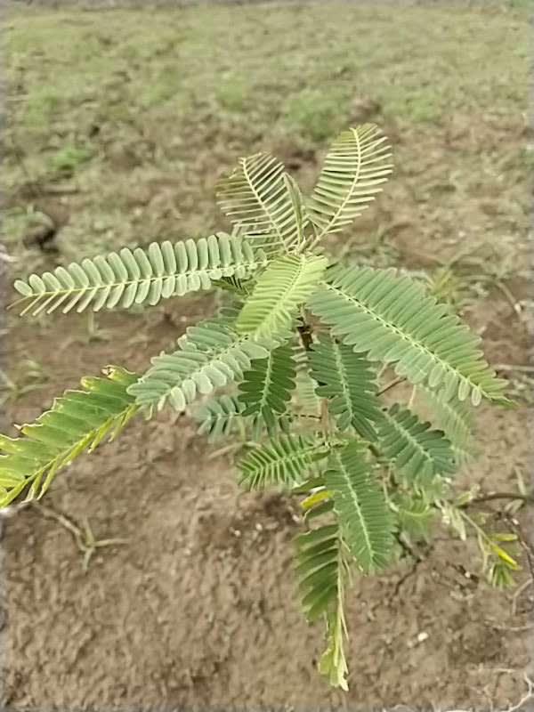 tree image