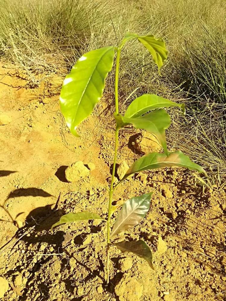 tree image