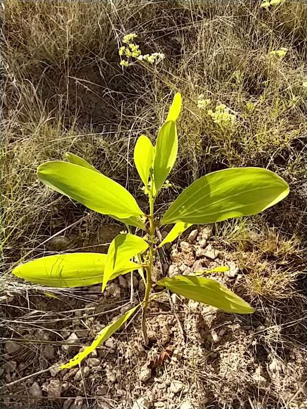 tree image