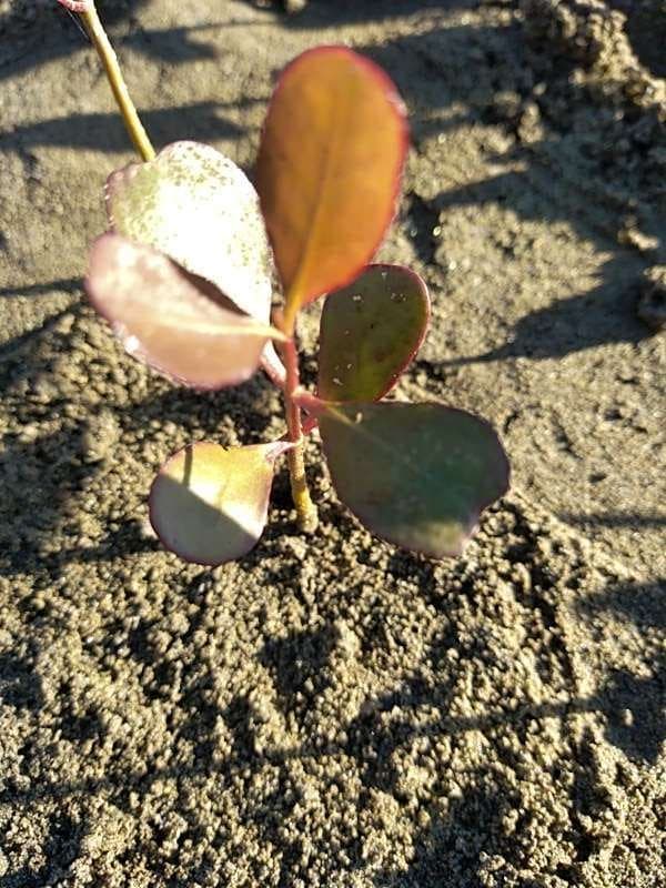 tree image
