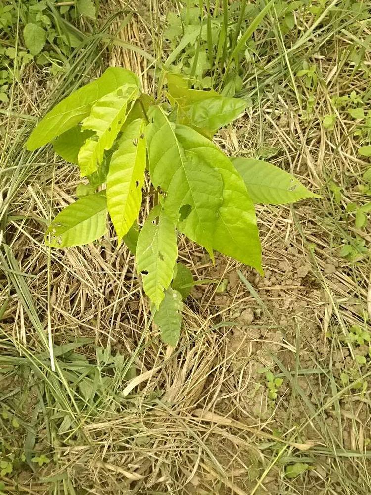 tree image