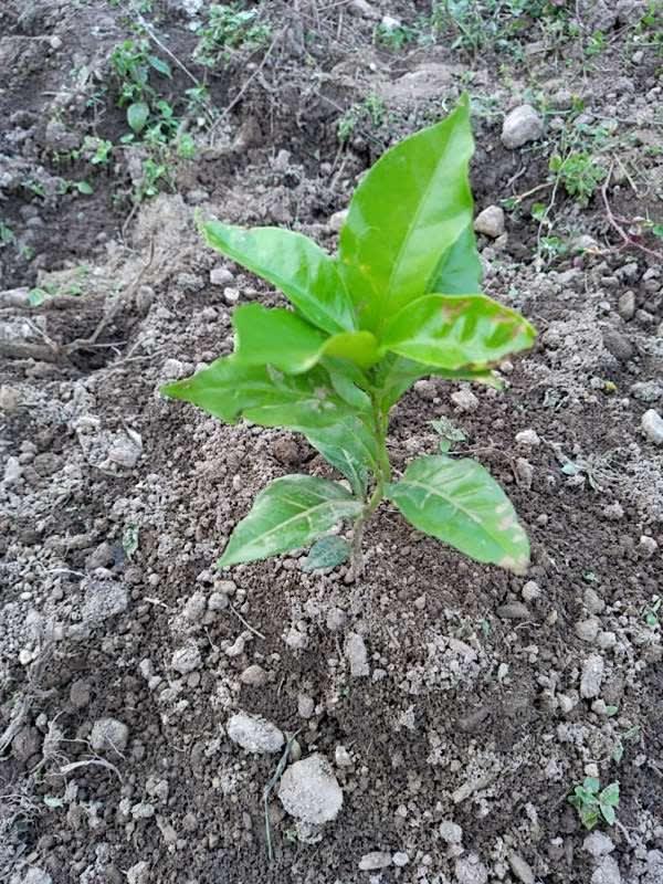 tree image