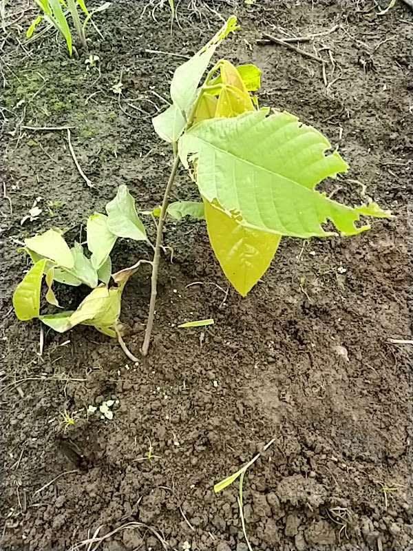 tree image