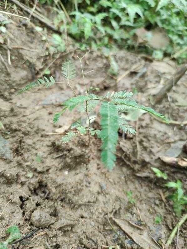 tree image
