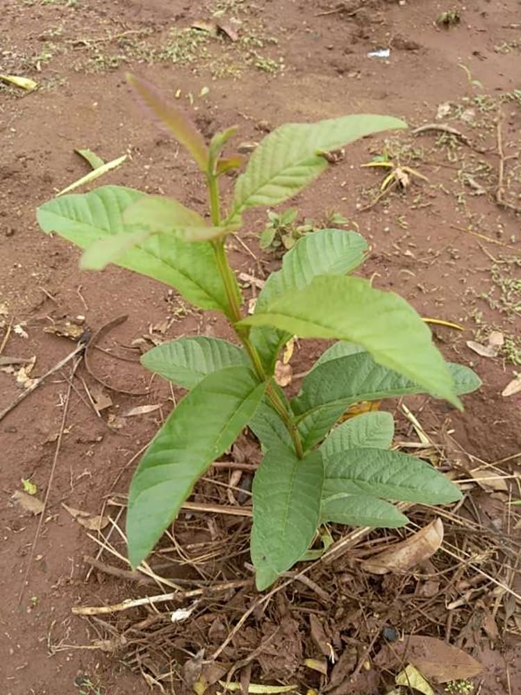 tree image