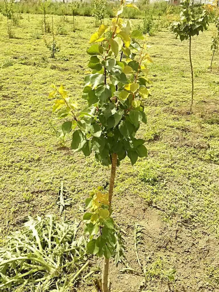 tree image