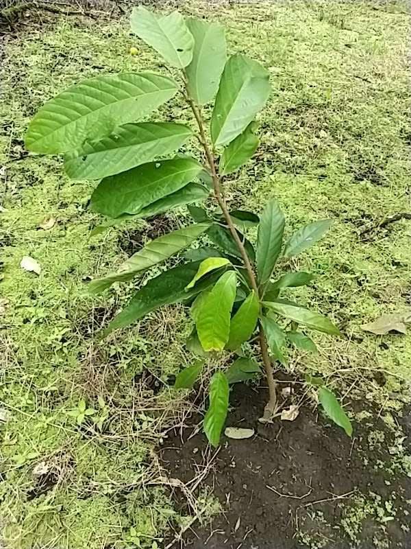 tree image