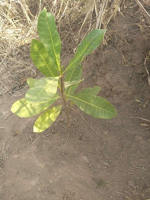 tree image
