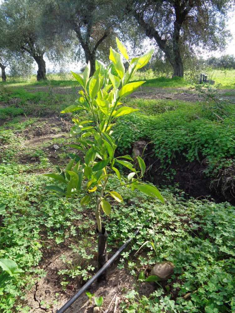 tree image