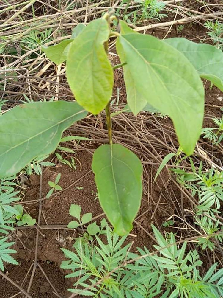 tree image
