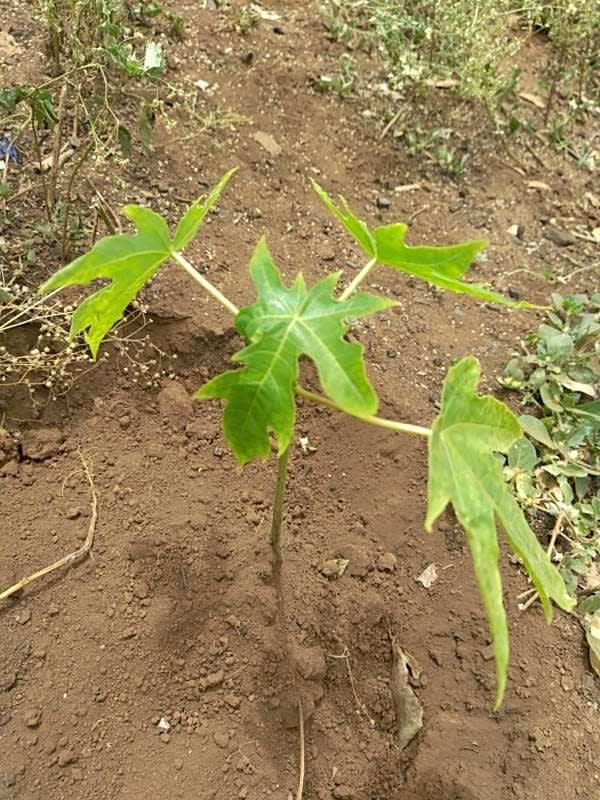tree image