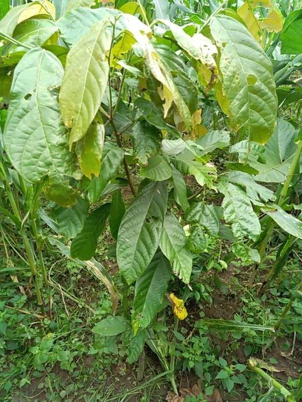 tree image