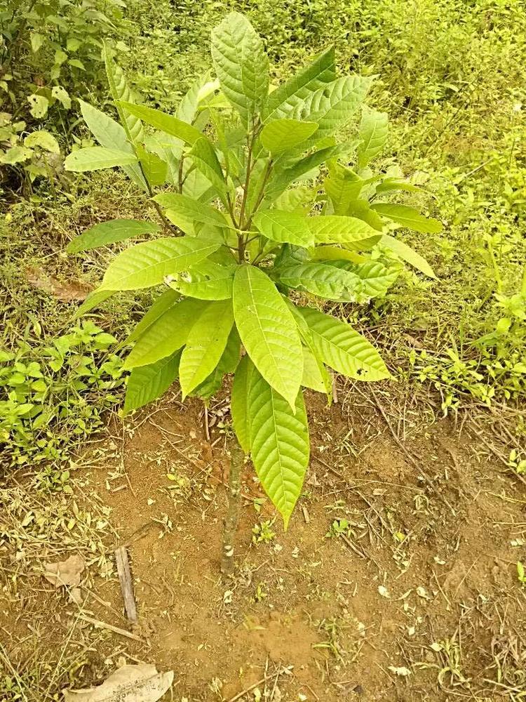 tree image
