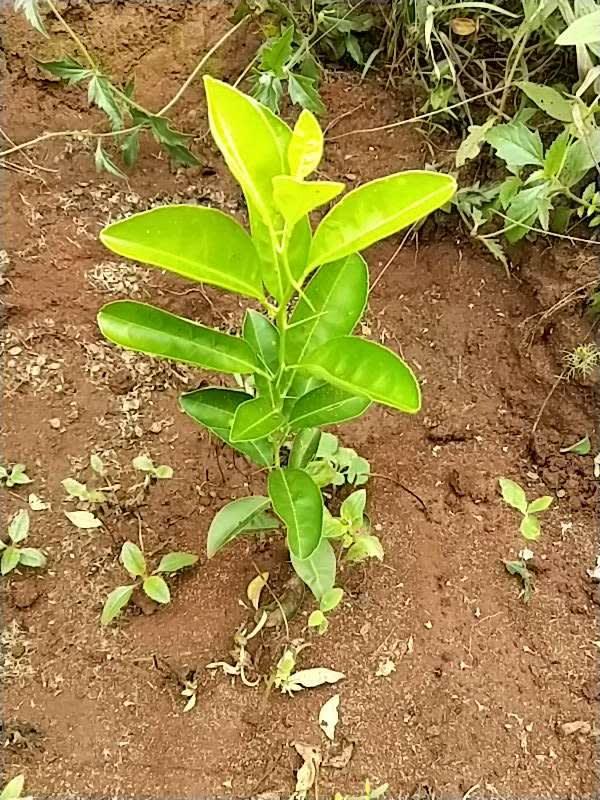 tree image