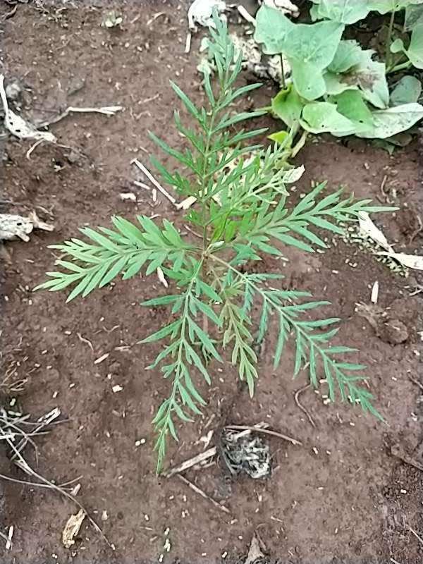 tree image