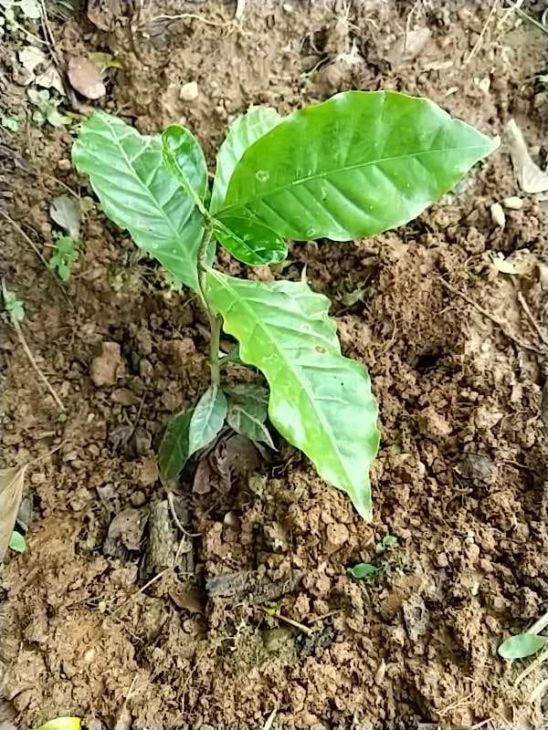 tree image