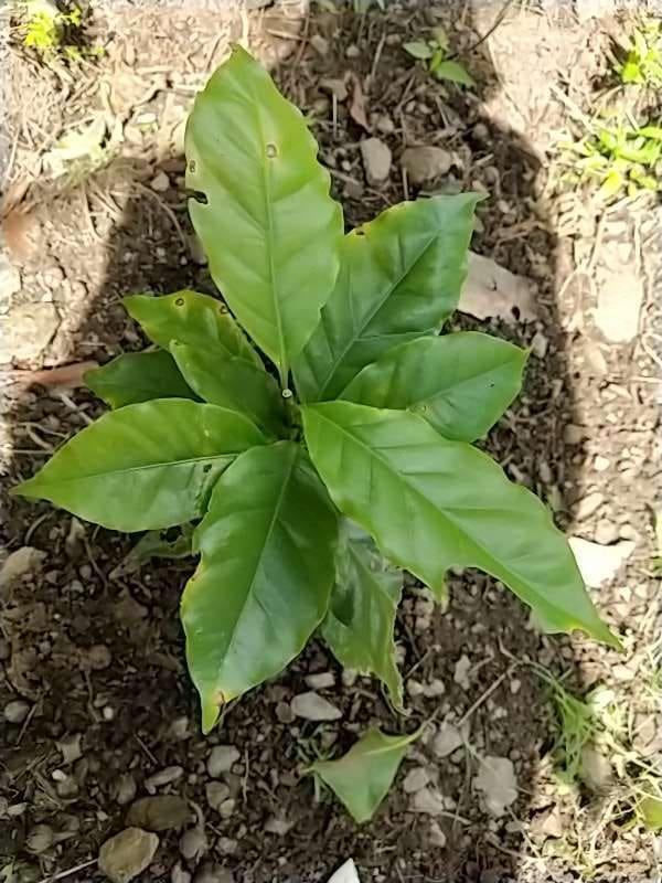 tree image