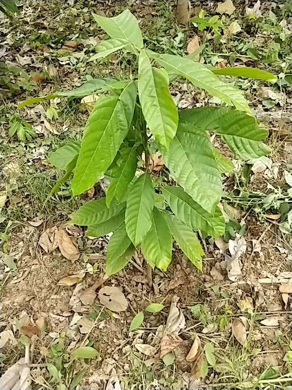 tree image