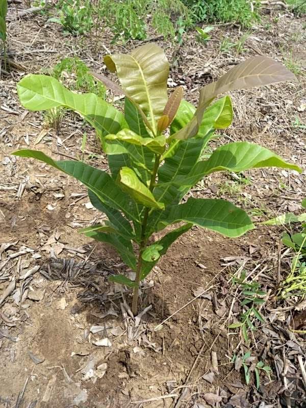 tree image