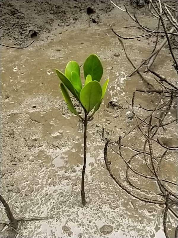 tree image