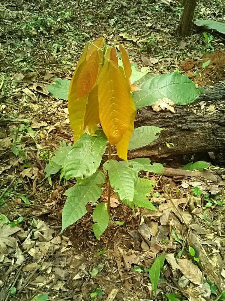 tree image