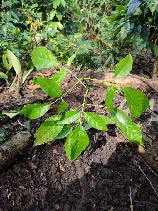 tree image