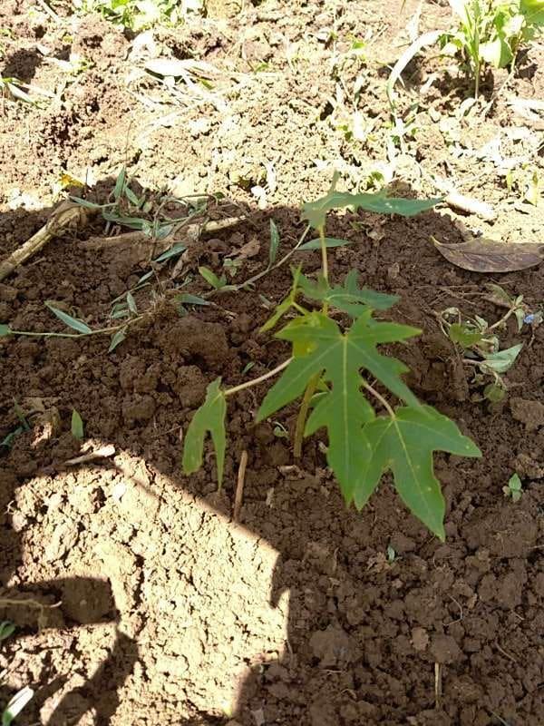 tree image