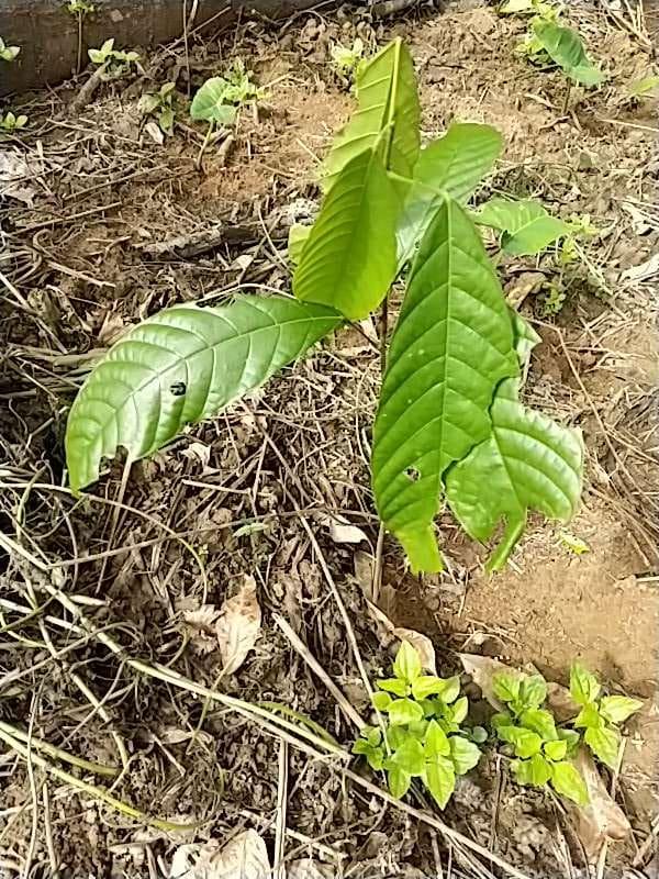 tree image