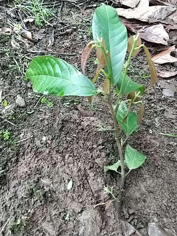 tree image