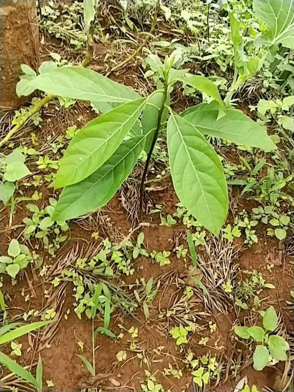 tree image