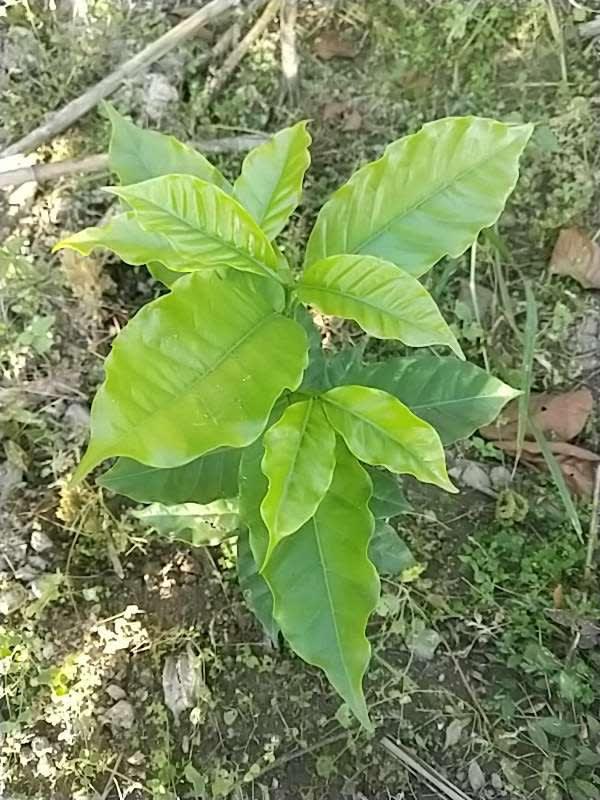 tree image
