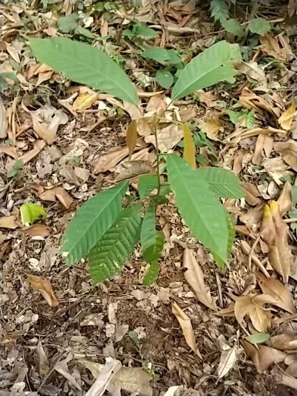 tree image