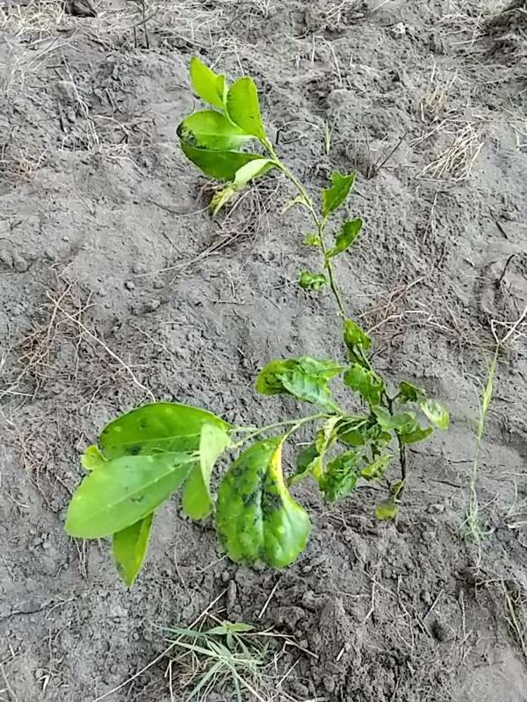 tree image
