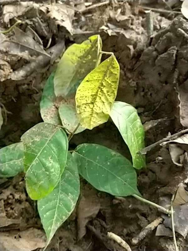 tree image