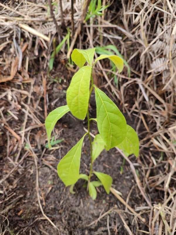 tree image