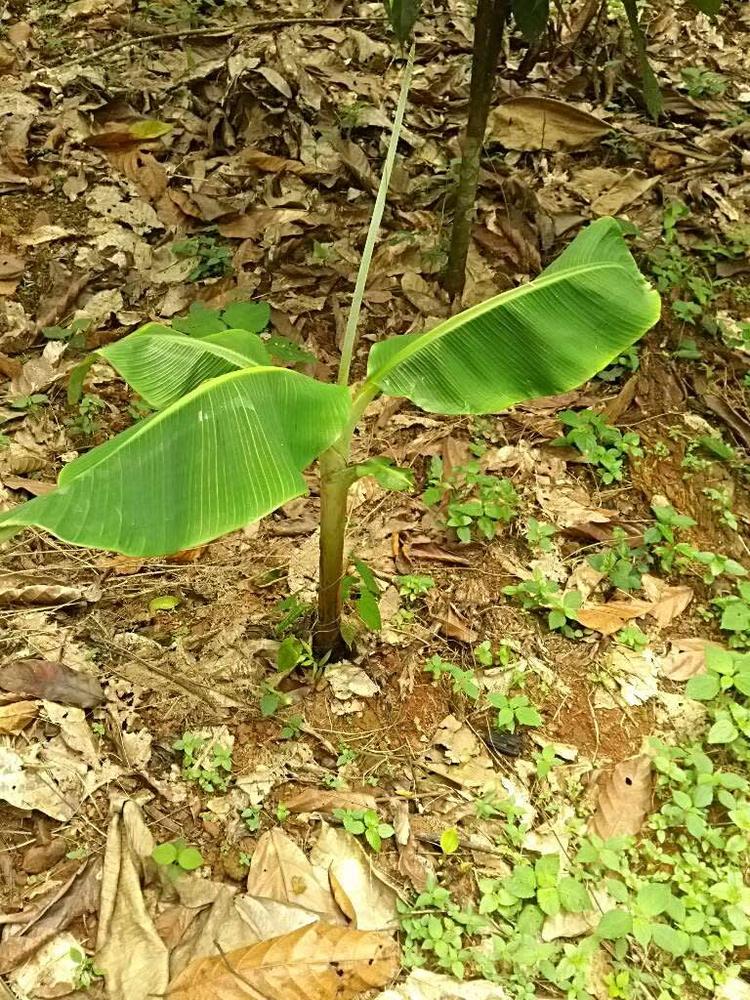tree image