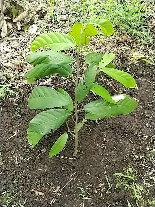 tree image