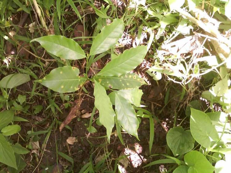tree image