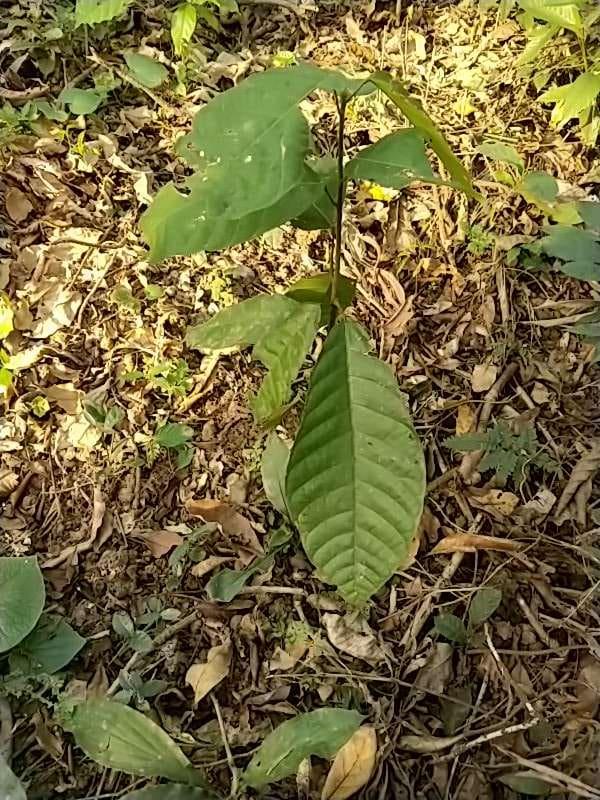 tree image