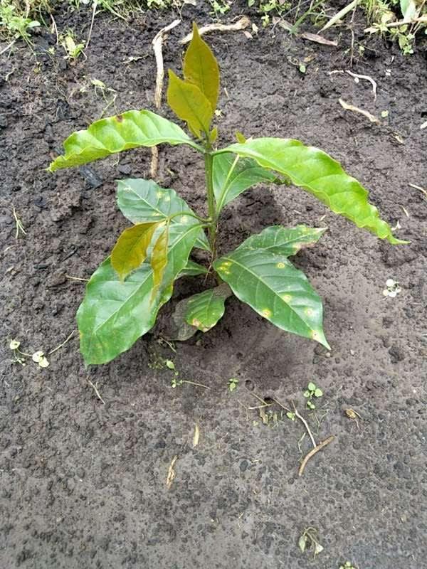 tree image