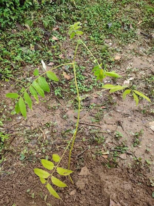 tree image